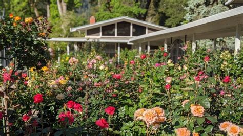 Videos celebrate Marin Art & Garden Center’s history and beauty – Marin ...