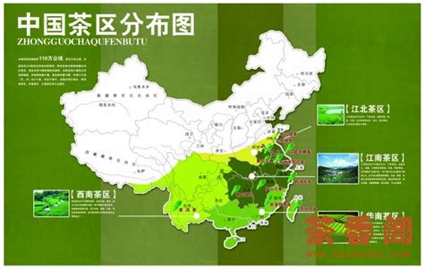 Tea Production in China: 4 Main Tea Growing Regions – Hello Tea Cup