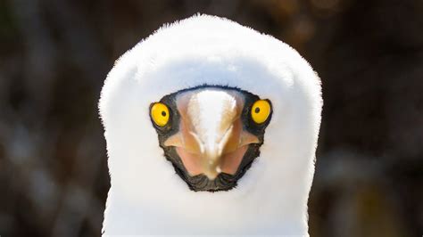 Galapagos Islands wildlife: Photos of unusual animals