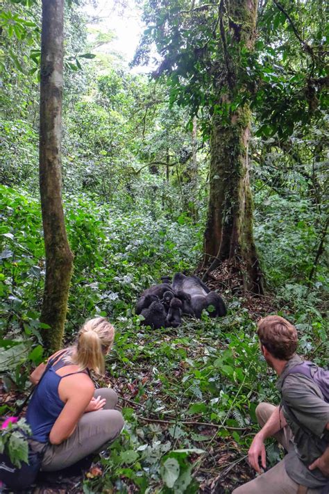 How To Check Gorilla Trekking In Uganda Off The BUCKET LIST