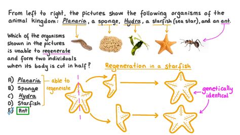 Question Video: Identifying the Organisms That Are Unable to Use ...