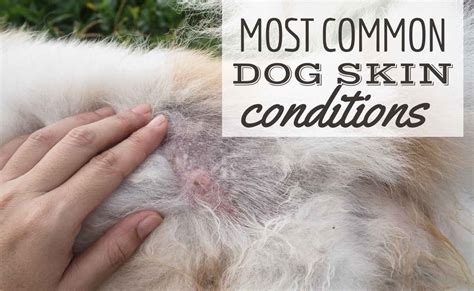 10 Most Common Dog Skin Conditions, Allergies & Treatments | Canine Journal