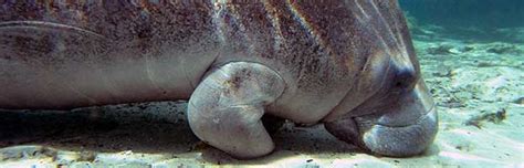 Manatee Feeding