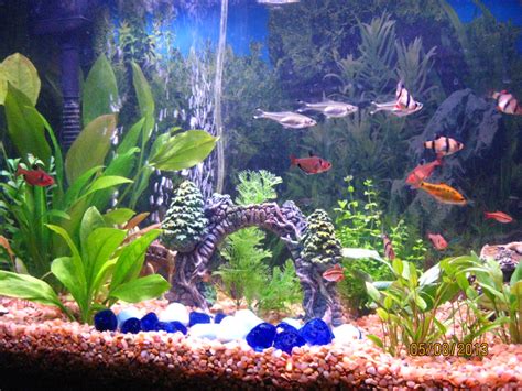 How to Start a Freshwater Tropical Aquarium | PetHelpful