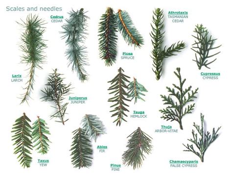 Rogers Trees and Shrubs | Trees and Shrubs Pictures and Reference ...