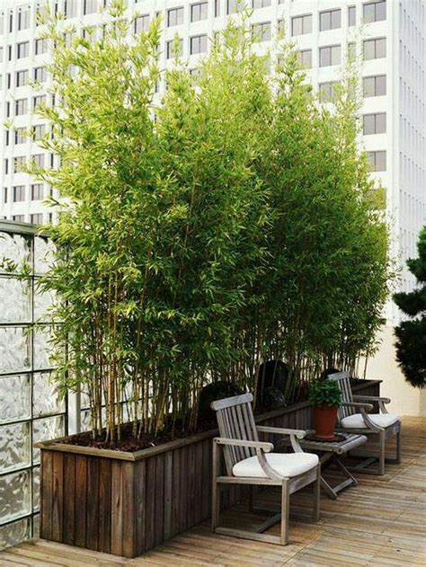 Bamboo Plants For Patio Pots - Patio Ideas