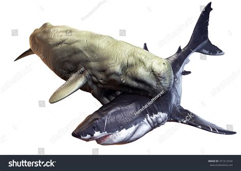 Livyatan Vs Megalodon 3d Rendered Scene Stock Illustration 371212534 ...