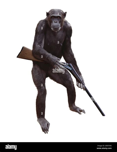 Monkey with gun hi-res stock photography and images - Alamy