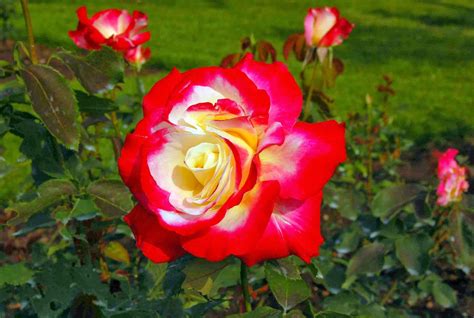 POWER FLOWERS: UNITED KINGDOM - TUDOR ROSE | Hybrid tea roses, Double ...