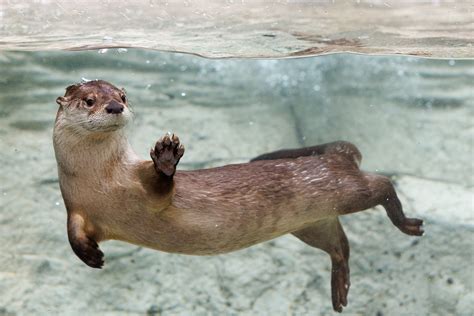 Meet an otter-ly adorable addition to River Journey