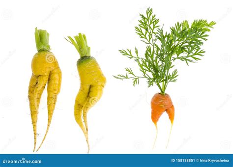 Ugly Shaped Vegetables, Food. Deformed Fresh Organic Carrots Stock ...