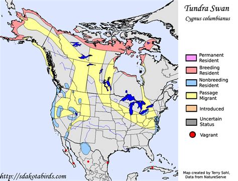 Tundra Swan - Species Range Map