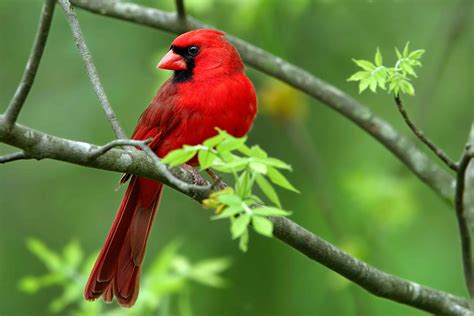 30 Best Cardinal Bird Facts That Make You Sing - Facts.net