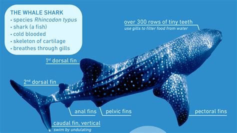 Whale Shark Anatomy