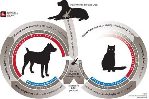 Understanding Heartworms: The Breakdown - Valuvet Wellness Veterinary ...