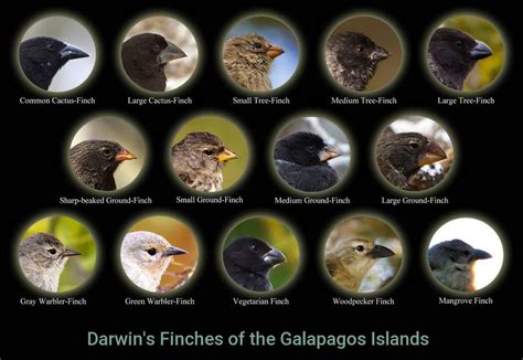 Darwin discovered that Galapagos finches have thirteen different kinds ...