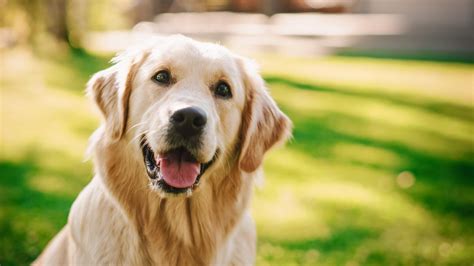 Consciente Nuestra compañía Laos cuales son las razas de perros mas ...