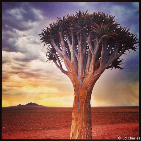 BBC Earth on Instagram: “Quiver trees are desert specialists. Found in ...