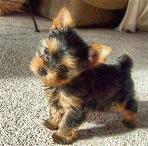 How Big Is A Full Grown Yorkie