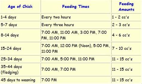 Baby Conure Feeding Schedule - BABBIES GKO