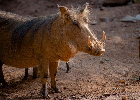 Common Warthog - Zoo Atlanta