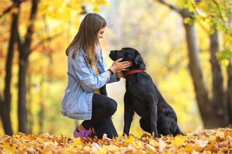 Pet Cremation Process: How Does it Work? — The Living Urn