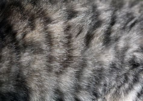 Cat fur texture stock image. Image of nobody, natural - 35547949