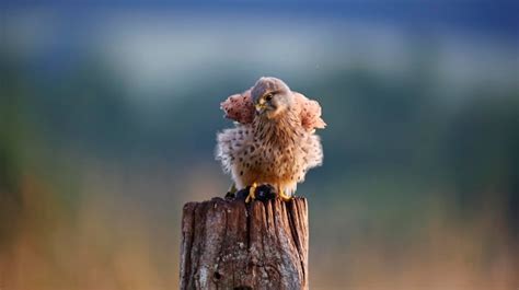 Premium Photo | Male kestrel hunting around the farm