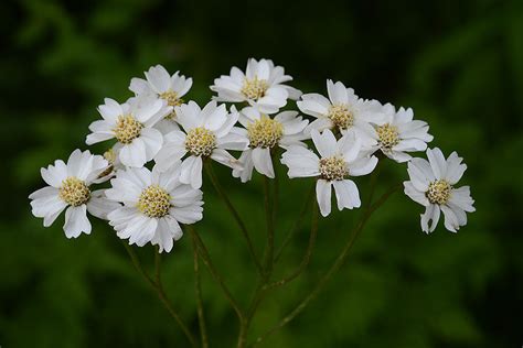 Achillea L. | Plants of the World Online | Kew Science