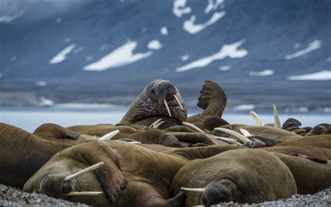 Baffin Island & West Greenland Expedition Voyage for wildlife and ...