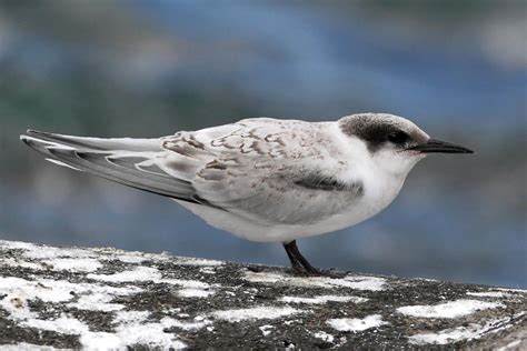 Common, Arctic and Roseate Tern photo ID guide - BirdGuides