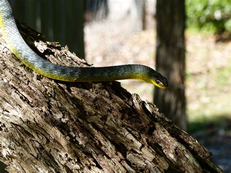 Green Tree Snake — Murwillumbah Snake Catchers