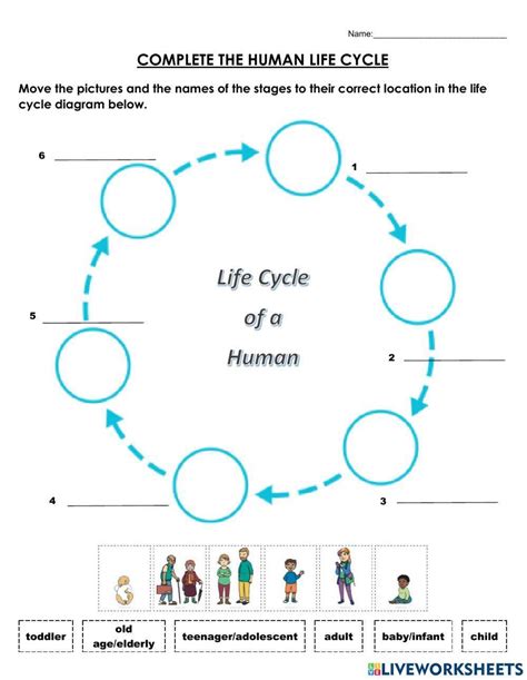 Human Life Cycle 978204 | onesim | LiveWorksheets