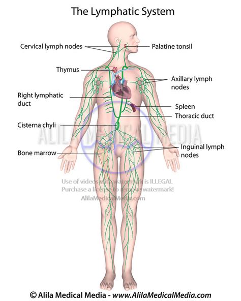 Lymphatic System Labeled