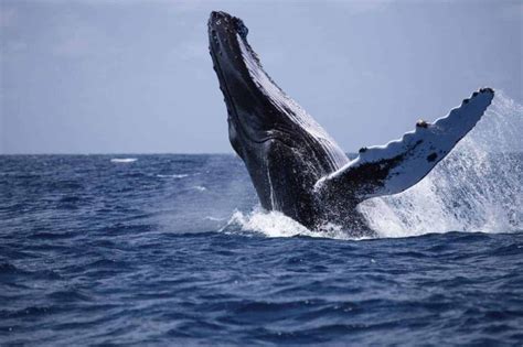 What is the Cost of Whale Watching Mirissa, Sri Lanka – Wise Travel Genie