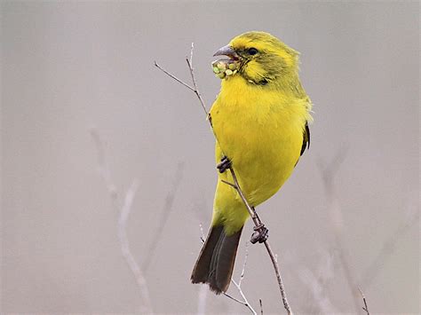 Yellow Canary - eBird