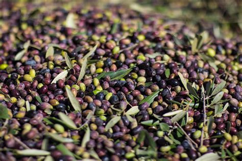 Olive Harvest Season – Extra Virgin Olive Oil