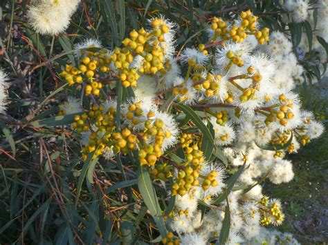 Corymbia eximia - Geographe Plants