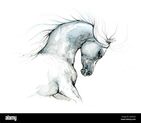 arabian horse ink drawing Stock Photo - Alamy