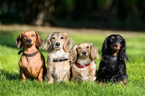 Dachshund Colors: The Standard & Rare Doxie Coat Colors - K9 Web