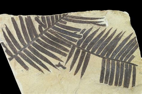 6.7" Plate Of Jurassic Aged Cycad (Zamites) Fossils - France (#139284 ...