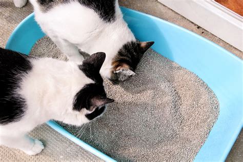 9 Best Dust-Free Cat Litters in 2023 - Reviews & Top Picks | Pet Keen