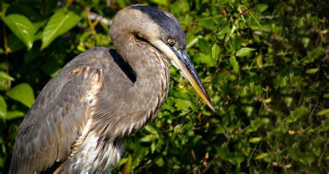 Some Everglades Birds on Behance