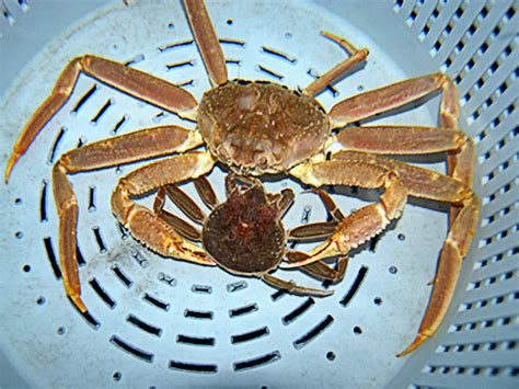 Alaska Snow Crab | NOAA Fisheries