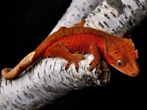 Ultimate Crested Gecko Morphs Guide | MyPetCareJoy