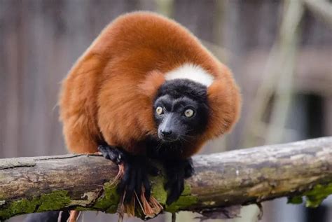 Red Ruffed Lemur | The Animal Facts | Appearance, Diet, Habitat