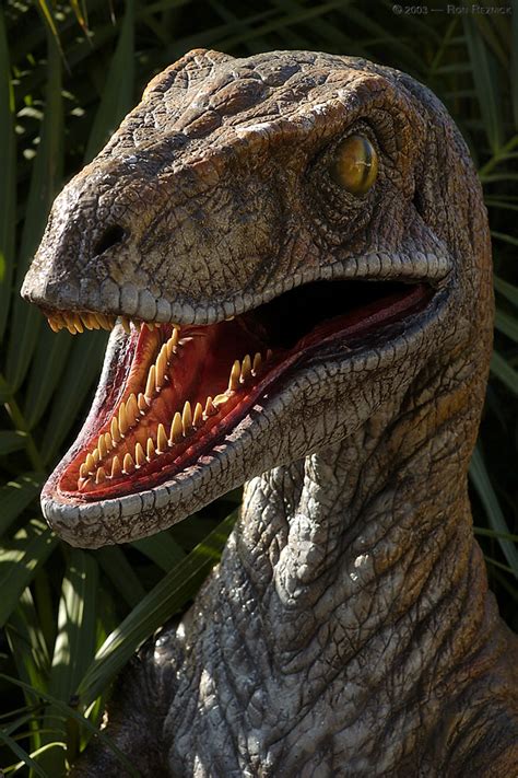 Velociraptor Dinosaur, photos | information - Velociraptor Gallery