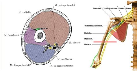 Spiral Groove Of Humerus - slidesharetrick