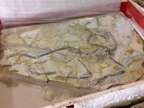 Microraptor fossil