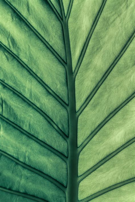 Macro, Sheet, Leaf, Veins HD phone wallpaper | Pxfuel